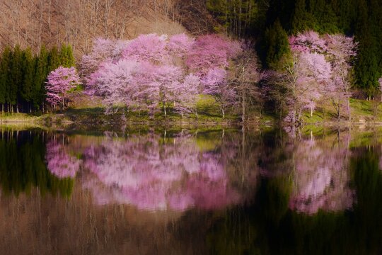 中綱湖 幻想的な桜風景 © sada