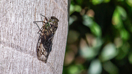 Fotografia de Natureza 