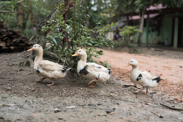 Flock of baby ducks walking along a muddy dirty road in a traditional old village