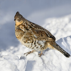 Ruffed Grouse Standing on Snowbank on Sunny Winter Day, Closeup Portrait
