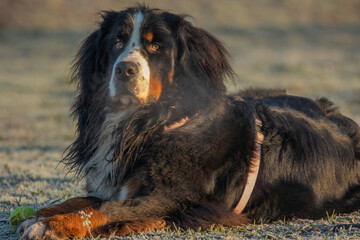 Bernese Mountain Dog