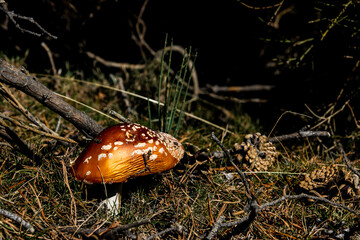 Seta o champi&ntilde;&oacute;n