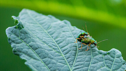 Fotografia de Natureza 