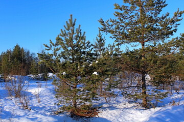 Beautiful winter nature on a frosty day. Unique image of a snow-covered environment.