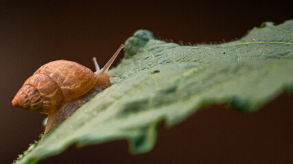 Fotografia de Natureza 