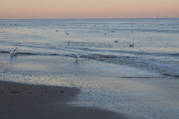 Nordseeküste in Niederlande, Strand, Krabben und Muscheln.
