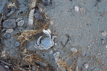 Nordseeküste in Niederlande, Strand, Krabben und Muscheln.