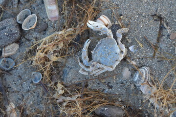 Nordseeküste in Niederlande, Strand, Krabben und Muscheln.