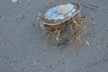 Nordseeküste in Niederlande, Strand, Krabben und Muscheln.