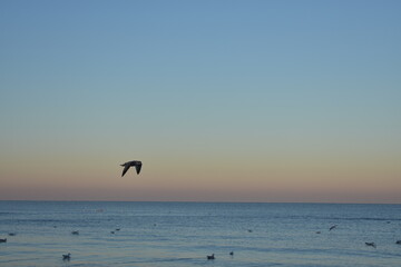 Nordseeküste in Niederlande, Strand, Krabben und Muscheln.