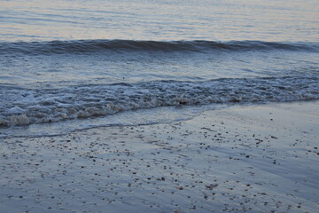 Nordseeküste in Niederlande, Strand, Krabben und Muscheln.