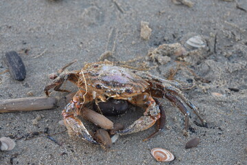 Nordseeküste in Niederlande, Strand, Krabben und Muscheln.