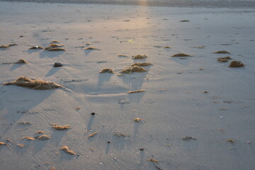Nordseeküste in Niederlande, Strand, Krabben und Muscheln.