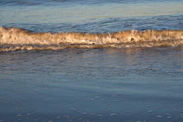 Nordseeküste in Niederlande, Strand, Krabben und Muscheln.