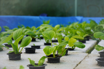 Hydroponic plants bok choy and choy sum when the weather is clear inside the greenhouse