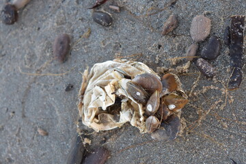 Nordseeküste in Niederlande, Strand, Krabben und Muscheln.