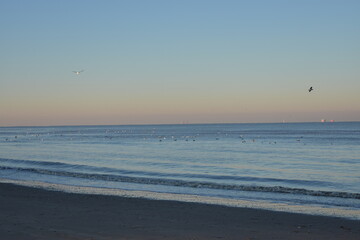 Nordseeküste in Niederlande, Strand, Krabben und Muscheln.