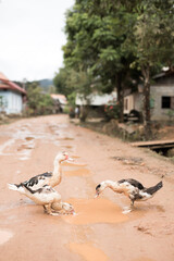 Flock of baby ducks walking along a muddy dirty road in a traditional old village