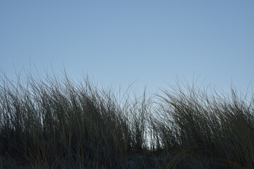Gras am Strand in Niederlande.