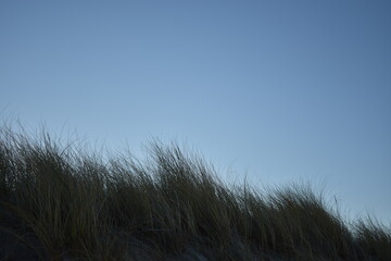 Gras am Strand in Niederlande.