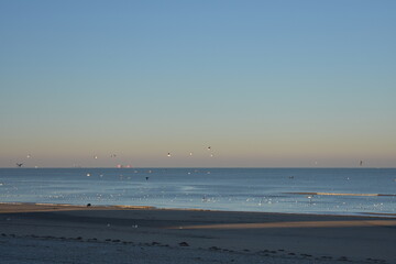 Nordseeküste in Niederlande, Strand, Krabben und Muscheln.