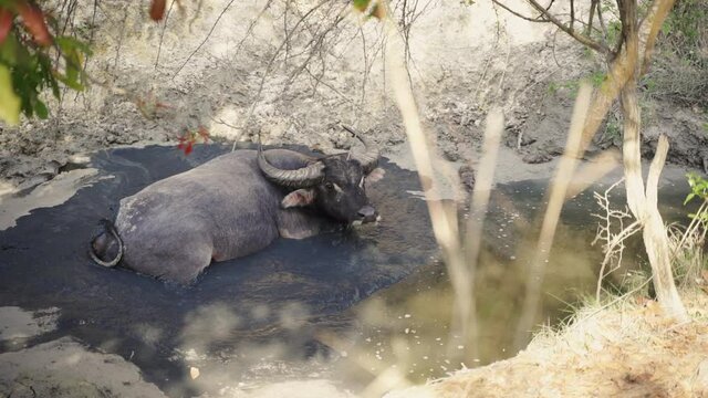 Water Buffalo Wallow In Mud Bath