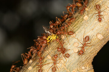 Group red ant attack yellow warp on tree in nature