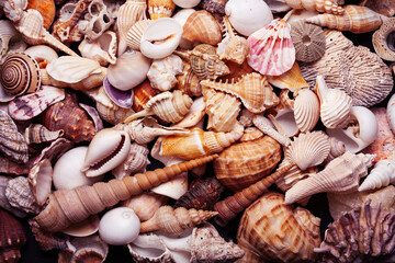 a lot of different empty sea shells on background, macro details