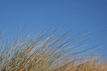 Nordseeküste in Niederlande bei Abenddämmerung im Winter.