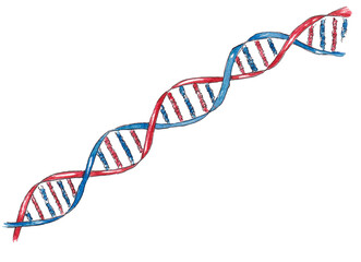 Hand drawn watercolor element of DNA strand