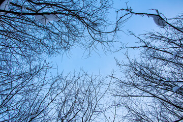 tree branches against blue sky