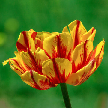 Bud yellow with red tulip Monsella