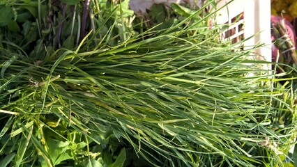 Naklejka premium closeup view of bunch of fresh green grass
