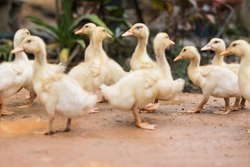 Flock of baby ducks walking along a muddy dirty road in a traditional old village