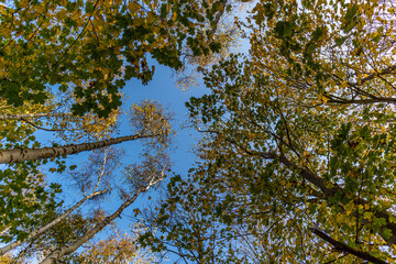 Fototapeta premium Baumkrone