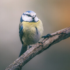 Fototapeta premium piccolo uccellino (cinciarella) posato su ramo con sfondo sfocato