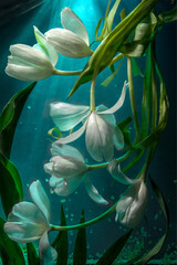 Composition with white tulips. Flowers under water