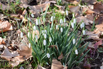 Blumen