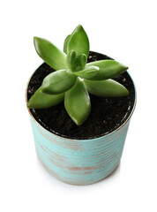 Beautiful succulent plant in painted tin can isolated on white. Home decor