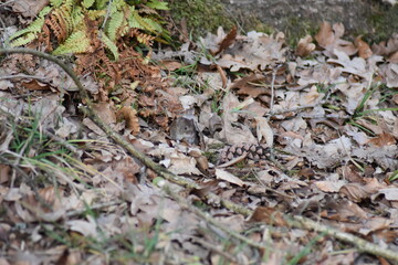 Eine Maus versteckt sich unter den Herbstblättern.
