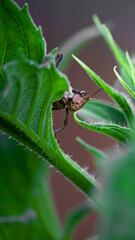 Fotografia de Natureza 