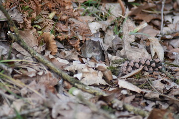 Eine Maus versteckt sich unter den Herbstblättern.