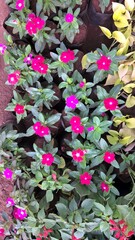 catharanthus flowers also called as periwinkle or sadabahar flower plant