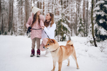 Happy family young mother and little cute girl in pink warm outwear walking having fun with red shiba inu dog in snowy white cold winter forest outdoors. Family sport vacation activities.