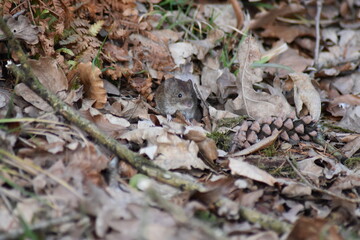 Eine Maus versteckt sich unter den Herbstblättern.