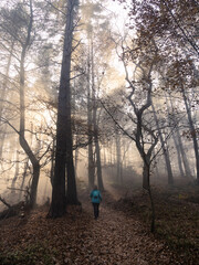 Forest trail