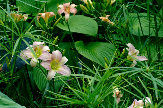 Close Up Of Daylilies In An Exotic Planting