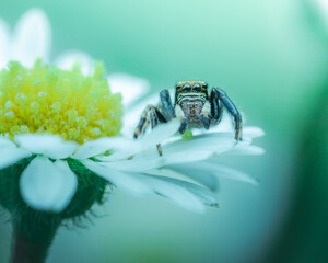 foto artistica di piccolo ragno salticidae su petali di margherita