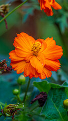 Fotografia de Natureza 