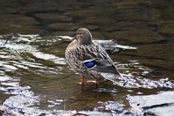 Ente beim Baden